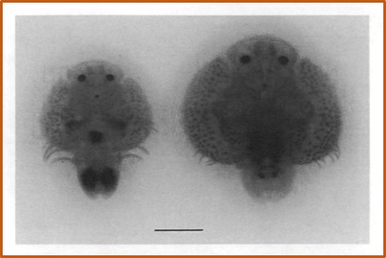 Argulus siamensis