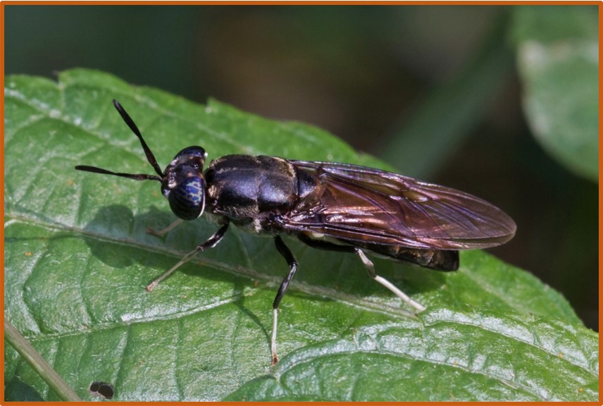 Hermetia illucens
