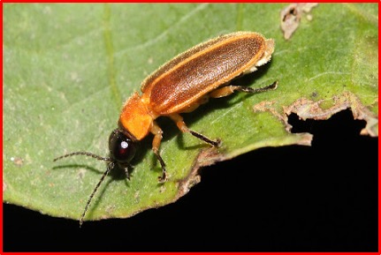 Aquatica leii 