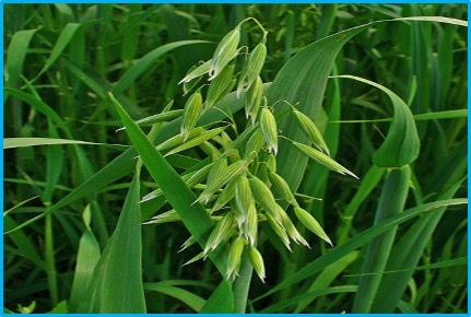 Avena sativa