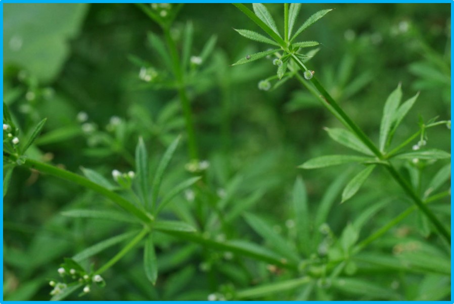 Galium aparine