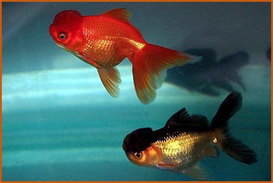 Carassius auratus