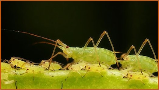 Metopolophium dirhodum