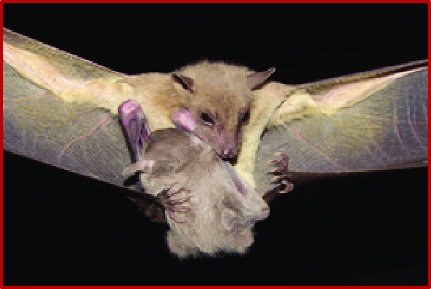Rousettus aegyptiacus