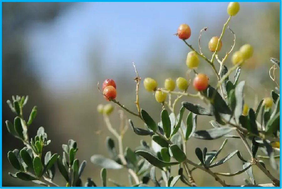 Nitraria sibirica
