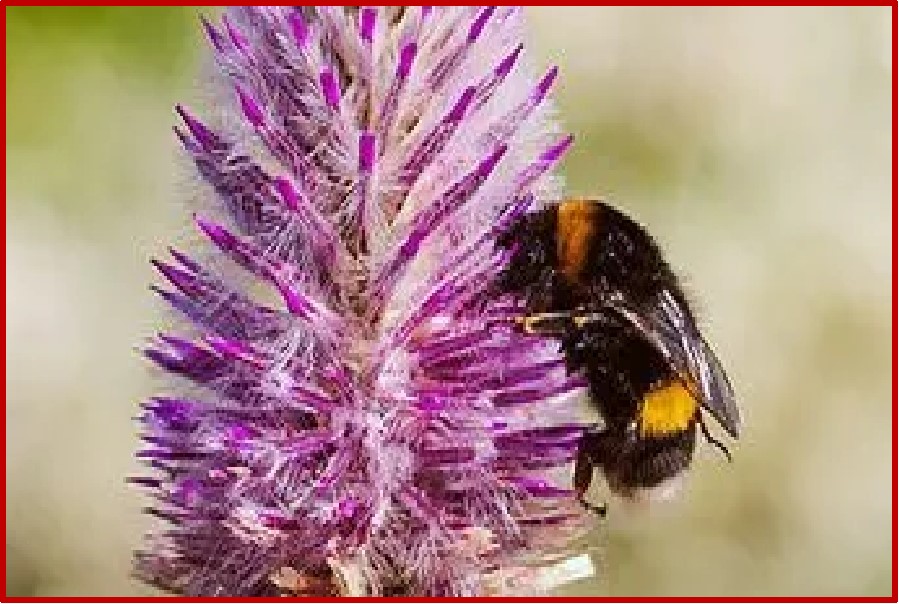 Bombus Terrestris