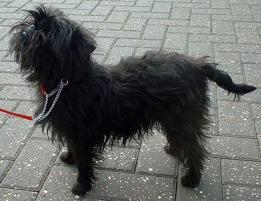 image:	Affenpinshcher(Monkey Terrier)