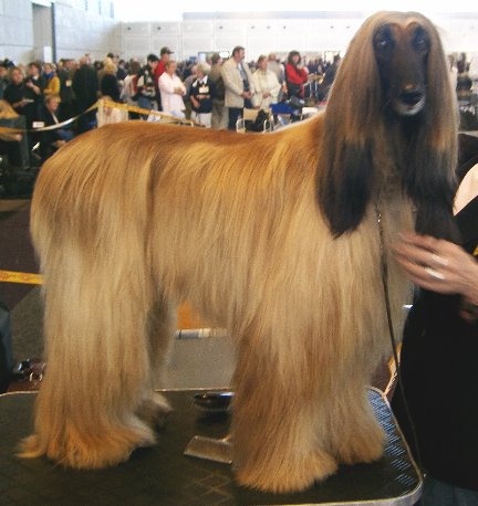 image:	Afghan Hound