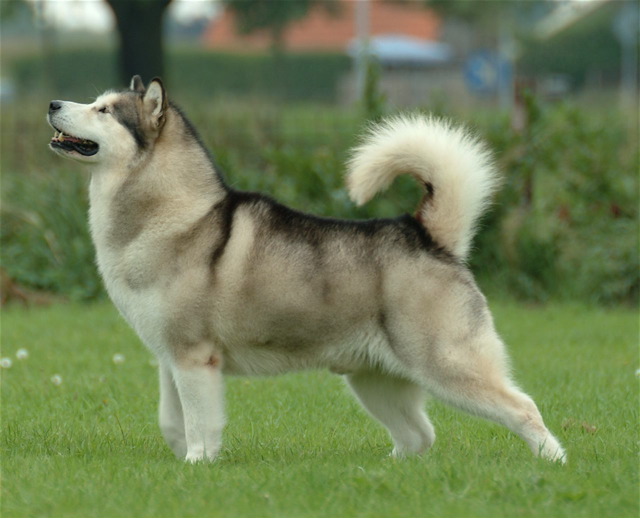 image:	Alaskan Malamute