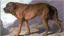 image:	Alpine Mastiff