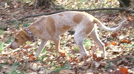 image:	American English Coonhound