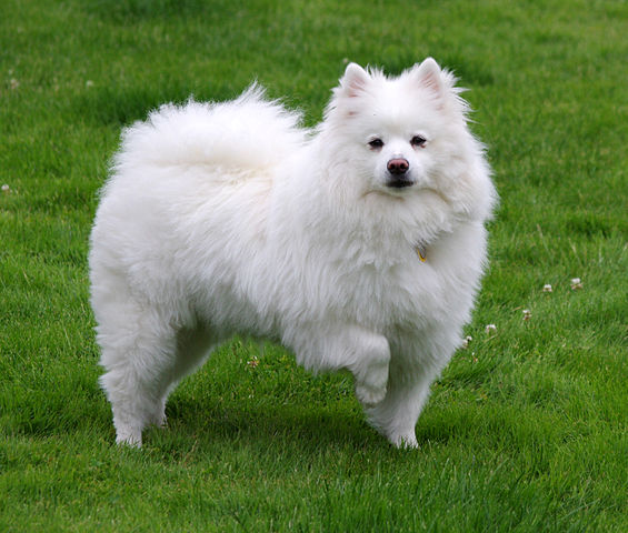 image:	American Eskimo Dog