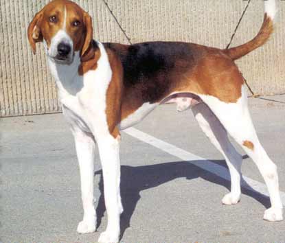 image:	American Foxhound