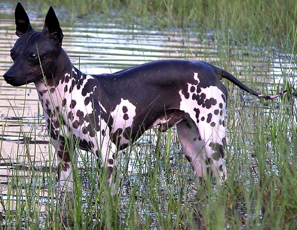 image:	American Hairless Terrier