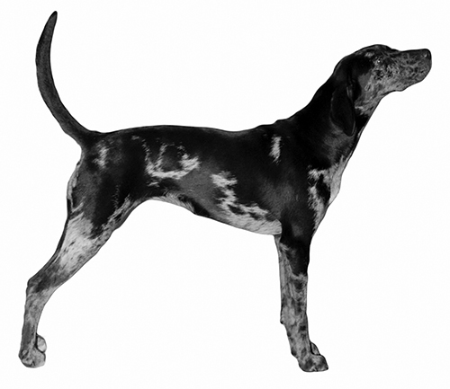 image:	American Leopard Hound