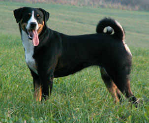 image:	Appenzeller Sennenhunde