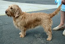 image:	Basset Fauve de Bretagne(Fawn Brittany Basset)