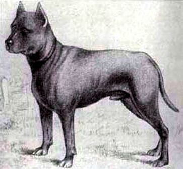 image:	Blue Paul Terrier