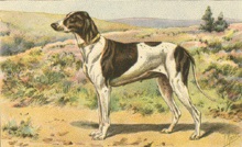 image:	Braque du Puy