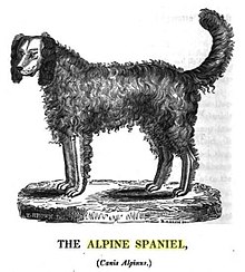 image:	Alpine Spaniel