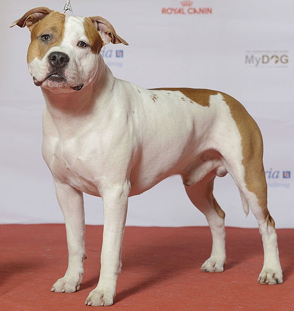 image:	American Staffordshire Terrier