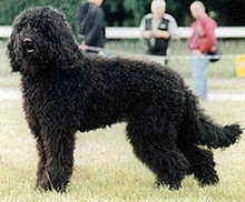 image:	Barbet(French Water Dog)