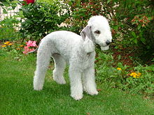 image:	Bedlington Terrier