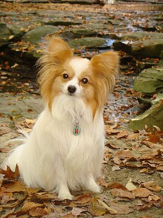 image:	Continental Toy Spaniel