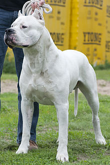 image:	Dogo Argentino
