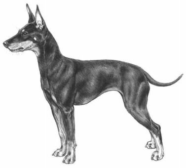 image:	English Toy Terrier
