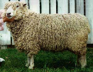 long wool