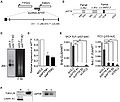 LncRNA APTR knockdown inhibits cell proliferation in a p53-independent manner.jpg