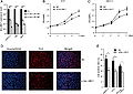 Linc-UBC1 knockdown attenuates bladder cancer cell proliferation..jpg