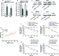GHET1 increases c-Myc expression and mRNA stability.png