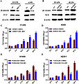 FOXD2-AS1 regulates Wnt-catenin signaling in NSCLC cells.jpg