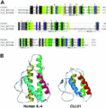 Similarity between the CLLU1-encoded protein and IL-4.gif