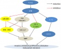 LncRNA-ATB mediates mechanisms involved in cancer..jpg