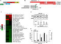 Expression and functional characterization of R12A-AS1.jpg