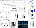 CONCR Is a Nuclear lncRNA Negatively Regulated by p53 and Activated by MYC.jpg