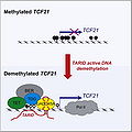 TARID interacts with both the TCF21 promoter and GADD45A (growth arrest and DNA-damage-inducible, alpha), a regulator of DNA demethylation.jpg