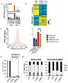 Loss of DINO abrogates DNA damage-induced gene regulation and cell cycle arrest.jpg
