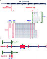 Genomic organization of the human BDNF locus showing.jpg