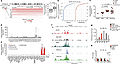 Gene amplification and SOX10-mediated transcription drives SAMMSON expression in melanoma.jpg