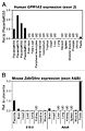 Relative expression of GPR1AS and Zdbf2linc in multiple human and mouse tissues (qRT-PCR).jpg