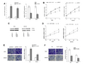 Biological effects of CCAT1 in gastric carcinoma cells.png