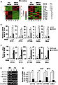 NRAV Negatively Regulates the Expression of Several Critical ISGs.jpg