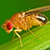 Drosophila