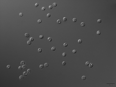Home - Protist 10,000 Genomes Project (P10K)