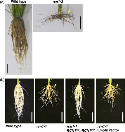 File:Shijc-Os03g0281900-Fig3.png