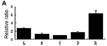 File:OsDTH8 3.jpg
